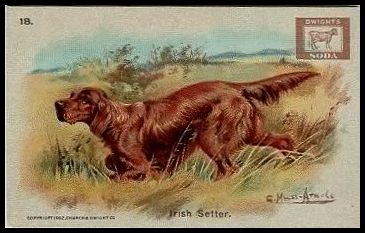 18 Irish Setter